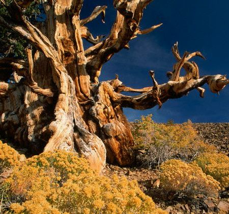 Descoperirea celor mai batrani arbori din lume